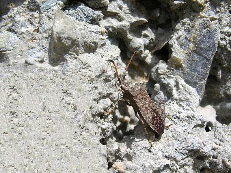 Coreus marginatus